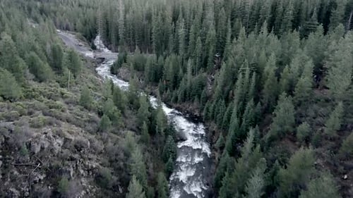 Incredible Aerial View of a Lush Forest with a Fast Flowing River