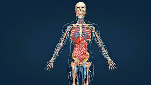 3D Human Anatomy with Skeleton, Organs, Nervous, and Circulatory Systems