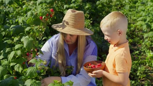 Mother and Son Collect Juicy Raspberries From the Bushes in the Garden