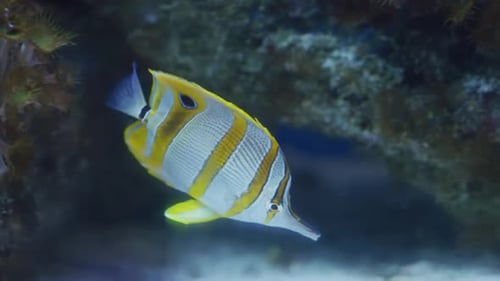 Goldfish swimming