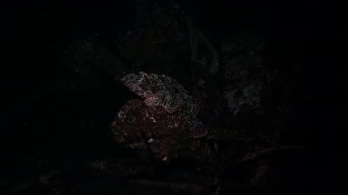 Scorpionfish at night on a tropical reef ship wreck