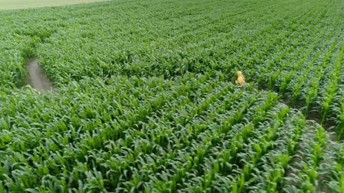 Young man running in a yellow jacket in the middle of a corn maze looking for the right way out to e