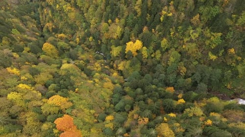 Autumn Forest