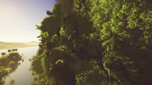 Dense Emerald Leaves Illuminated By Dappled Sunlight in Jungle Scene