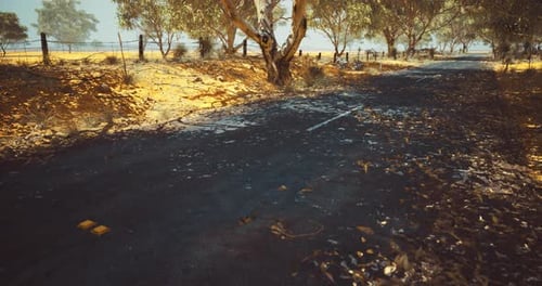 Road Surrounded By Trees on a Sunny Day in a Rural Landscape