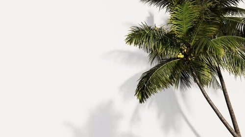 Palm tree on a white background moves and a shadow is visible.