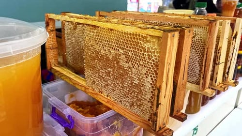 Close up shot of a beekeeper scraping a honeycomb to harvest honey from a beehive in slow motion, oo