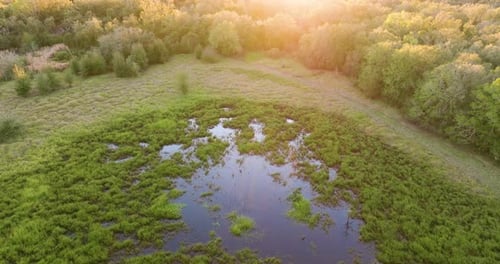 Tropical Wetlands with Fresh Water River Between Green Wild Vegetation in Southern Florida