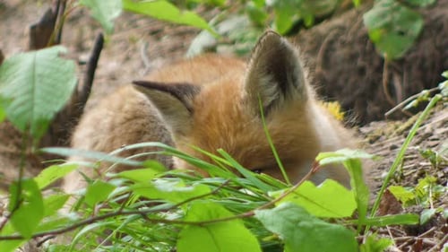 Cute red fox cub stands in the grass and looks at the camera. Red fox close up. Slow motion european