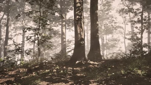 Panoramic View of the Majestic Forest in a Morning Fog