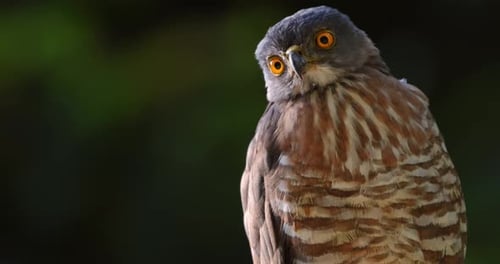 Closeup Crested Goshawk Striking Orange Eyes Blurred Green Thailand