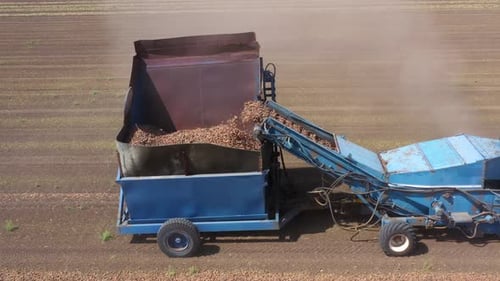Recolector de almendras procesando un campo, recogiendo almendras secas del suelo