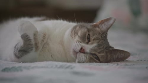 Relaxing Cat Lying on its Back Indoors