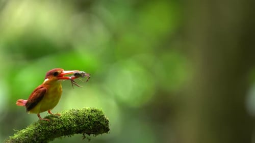 Rufous-backed kingfisher or Ceyx rufidorsa. The common kingfisher, river kingfisher, is a small king