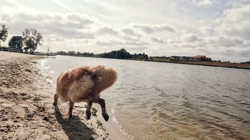 Dog Runs and Shakes on Sandy Beach