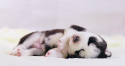 Sleeping puppy curled up on a blanket