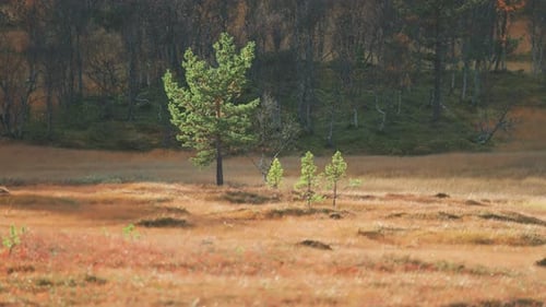 Junge Kiefer in den norwegischen Feuchtgebieten. Verdorrtes Gras bedeckt den sumpfigen Boden. Parallax-Video
.