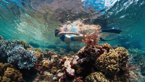 Woman in Blue Swim Suit Snorkeling Over the Coral Reef in the Sea