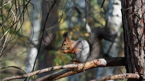Profile view of a red squirrel on a pine branch gnawing a nut.