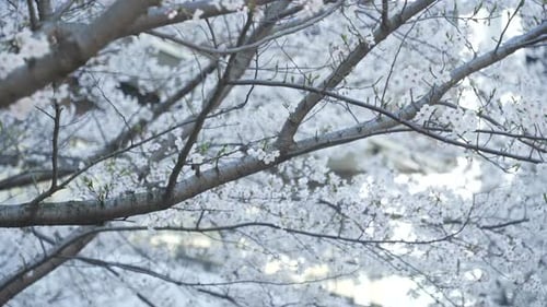Blooming Sakura (Cherry Blossom) On Its Branches At Sunny Day In Tokyo, Japan. - Close Up Shot