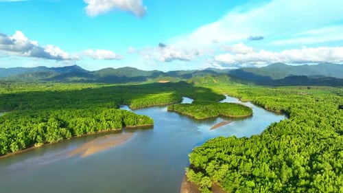 Lush aerial view of the vibrant Mangrove forest captured by a drone.