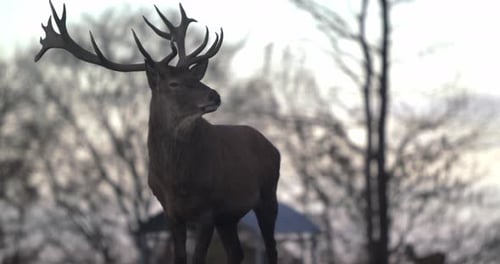 Majestätischer Hirsch mit großem Geweih dreht den Kopf und schaut auf Kamera 2 - SLOMO