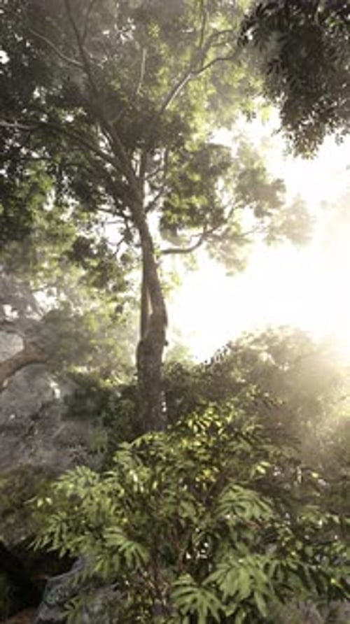 Sun Shining Through Trees in Forest