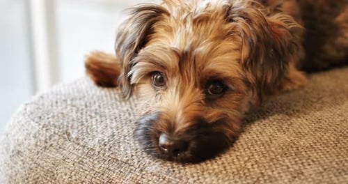 Cute Dog Resting on a Cushion
