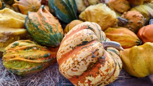 Gourdes ornementales — Présentoir de récolte coloré composé de coloquintes rayées et texturées