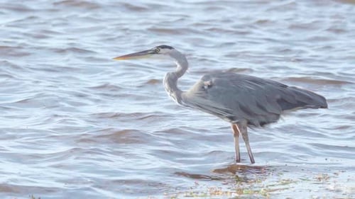 great blue heron standing on windy beach shore in slow motion