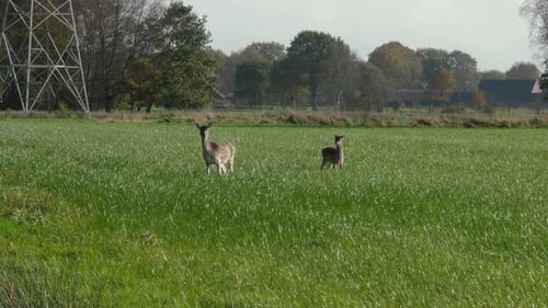 Deer Standing and Trotting Through a Green Field