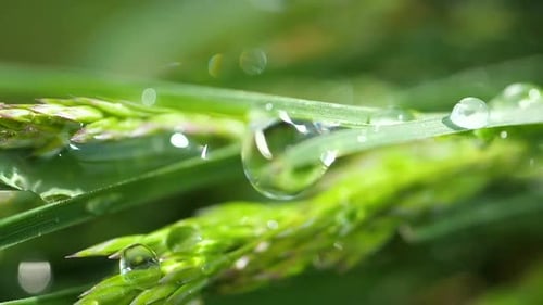 Sparkling dewdrop magnifies the vibrant green of fresh grass blades