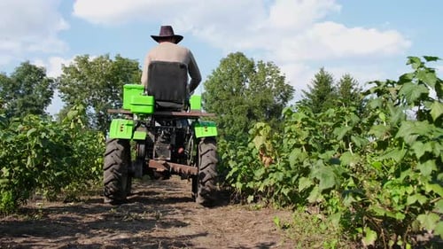a Worker Gets Into a Mini Tractor to Cultivate His Garden Work in Gardening