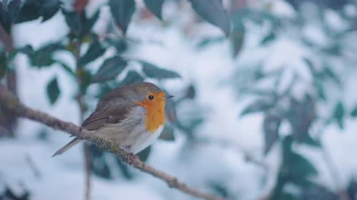 Lovely robin sitting on a tree branch in winter and flying away.