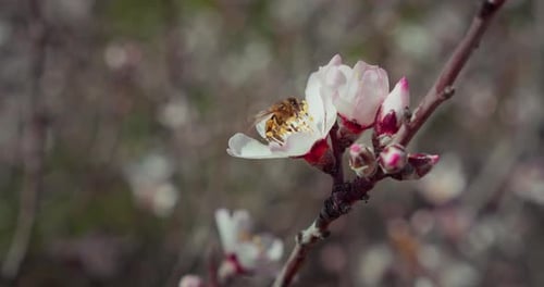 Slow-motion of honey bee is working hard pollinating the flower. Close-up of insect on flowering alm