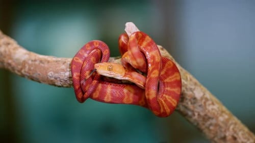 Ralenti coloré en gros plan d'un serpent frisé sur une branche avec fond de forêt tropicale