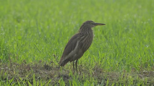 Pond heron