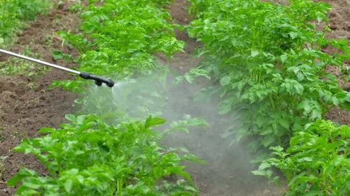 Spraying Vegetable Green Plants in the Garden with Herbicides Pesticides or Insecticides Irrigation