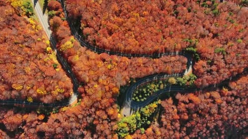 Curved Road Trough Autumn Forest