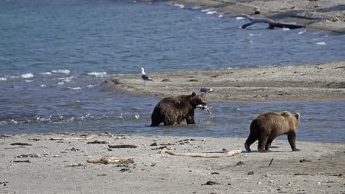 Brown Bear Catch Salmon