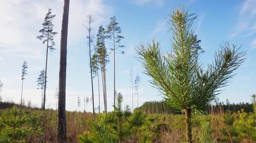 Ángulo bajo de árboles jóvenes en vivero forestal, escena de agricultura ecológica