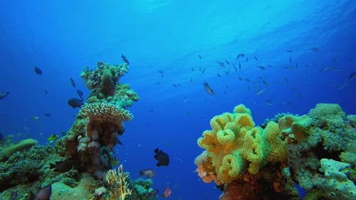 Underwater Coral Reef Marine