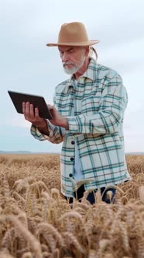 An Elderly Farmer Utilizing a Tablet in a Wheat Field for Agricultural Advancement and Efficiency