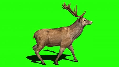 Hirsch oder Reh auf Greenscreen