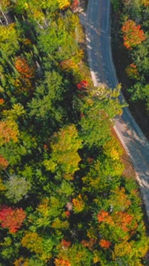 Winding forest road surrounded by autumn trees — aerial view