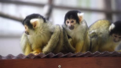 Cute Squirrel Monkeys bunched up together to keep warm