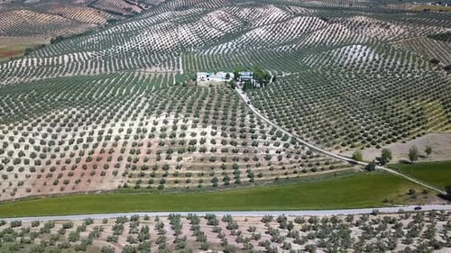 Aerial view of a farm surrounded by fields of olives in the south of Spain.