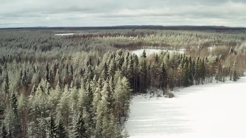 Green forest with needle trees btween frozen and in snow covered lakes during winter time in Finland