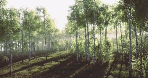 Lush Green Forest with Sunlight Filtering Through Trees in Morning Light