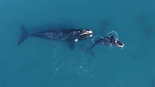Graceful Mother and Baby Whale Glide Through Deep Blue Ocean Waters